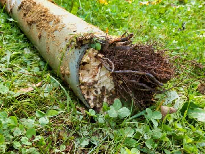 Section of sewer pipe clogged with tree roots removed from sewer line.